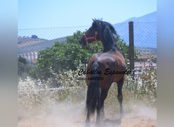 PRE Mix, Ogier, 4 lat, 165 cm, Gniada