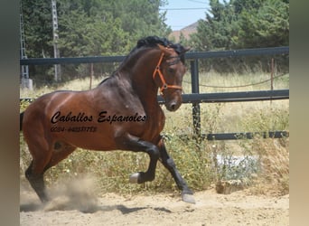 PRE Mix, Ogier, 4 lat, 165 cm, Gniada