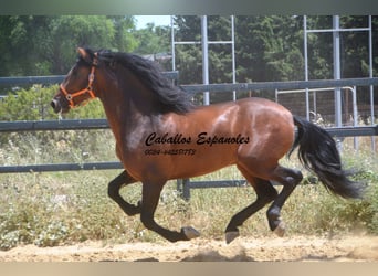 PRE Mix, Ogier, 4 lat, 165 cm, Gniada