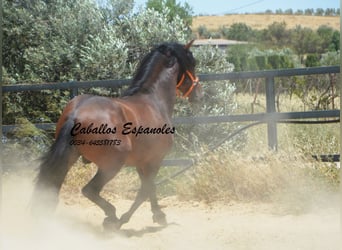 PRE Mix, Ogier, 4 lat, 165 cm, Gniada