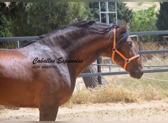 PRE Mix, Ogier, 4 lat, 165 cm, Gniada