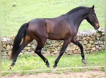 PRE Mix, Ogier, 4 lat, 165 cm, Gniada