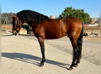 PRE Mix, Ogier, 4 lat, 165 cm, Gniada