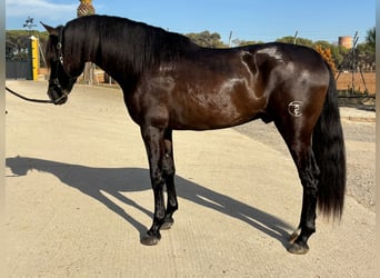 PRE Mix, Ogier, 4 lat, 165 cm, Kara