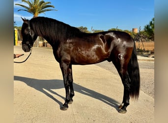 PRE Mix, Ogier, 4 lat, 165 cm, Kara