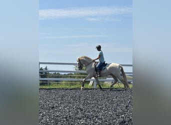 PRE, Ogier, 4 lat, 165 cm, Perlino