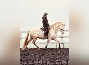 PRE, Ogier, 4 lat, 165 cm, Perlino