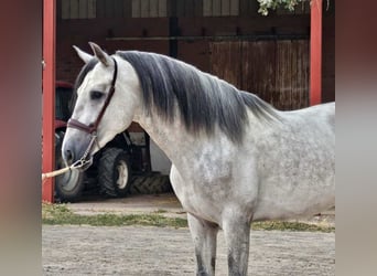 PRE Mix, Ogier, 4 lat, 165 cm, Siwa