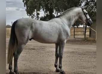 PRE Mix, Ogier, 4 lat, 165 cm, Siwa
