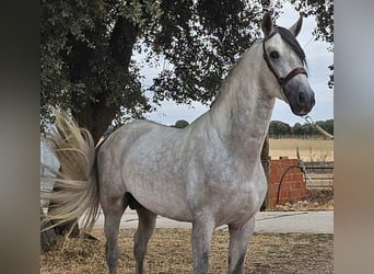 PRE Mix, Ogier, 4 lat, 165 cm, Siwa