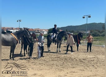 PRE Mix, Ogier, 4 lat, 165 cm, Siwa