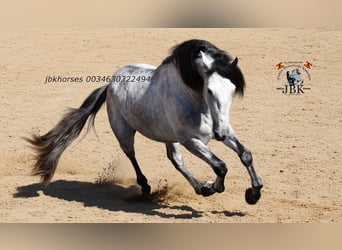 PRE Mix, Ogier, 4 lat, 165 cm, Siwa