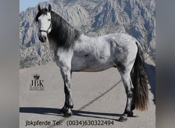 PRE Mix, Ogier, 4 lat, 165 cm, Siwa