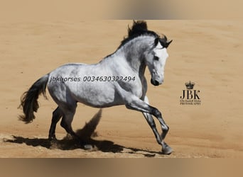 PRE Mix, Ogier, 4 lat, 165 cm, Siwa