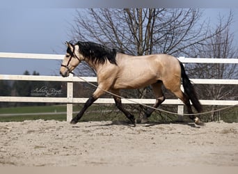 PRE Mix, Ogier, 4 lat, 166 cm, Bułana