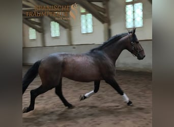 PRE Mix, Ogier, 4 lat, 166 cm, Gniada