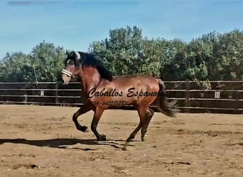 PRE Mix, Ogier, 4 lat, 166 cm, Gniada