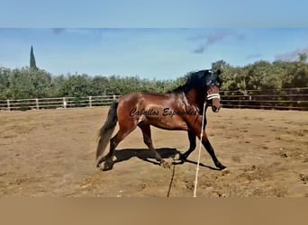 PRE Mix, Ogier, 4 lat, 166 cm, Gniada