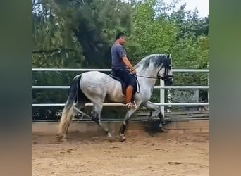 PRE Mix, Ogier, 4 lat, 166 cm, Siwa jabłkowita