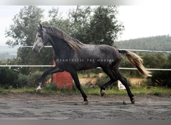 PRE Mix, Ogier, 4 lat, 166 cm, Siwa jabłkowita
