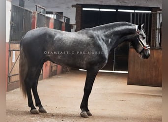 PRE Mix, Ogier, 4 lat, 166 cm, Siwa jabłkowita
