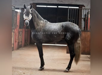 PRE Mix, Ogier, 4 lat, 166 cm, Siwa jabłkowita