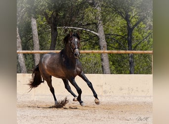 PRE, Ogier, 4 lat, 166 cm, Siwa