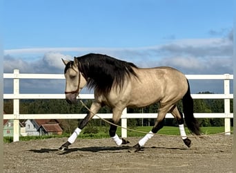 PRE, Ogier, 4 lat, 167 cm, Bułana