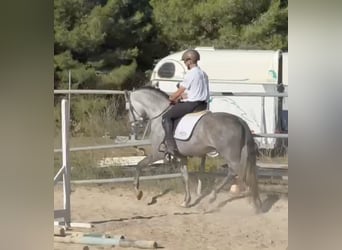 PRE Mix, Ogier, 4 lat, 167 cm, Siwa jabłkowita