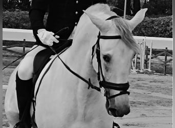 PRE Mix, Ogier, 4 lat, 167 cm, Siwa