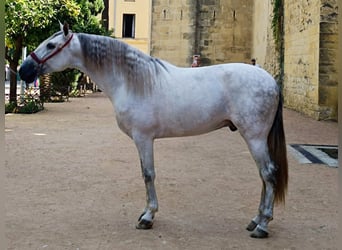 PRE Mix, Ogier, 4 lat, 167 cm, Siwa
