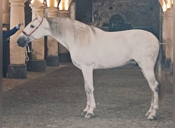 PRE Mix, Ogier, 4 lat, 167 cm, Siwa