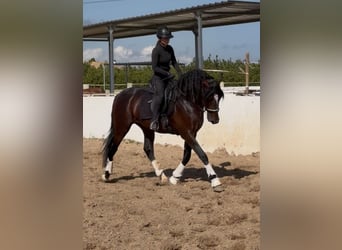 PRE, Ogier, 4 lat, 168 cm, Ciemnogniada