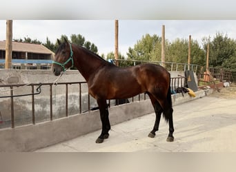 PRE, Ogier, 4 lat, 168 cm, Ciemnogniada