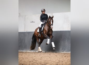 PRE, Ogier, 4 lat, 168 cm, Gniada