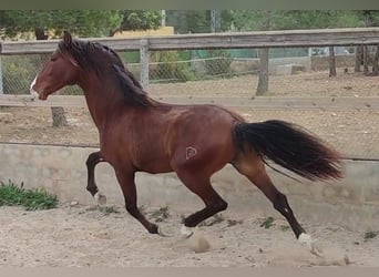 PRE, Ogier, 4 lat, 168 cm, Jasnogniada