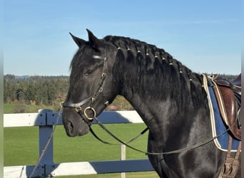 PRE Mix, Ogier, 4 lat, 168 cm, Kara