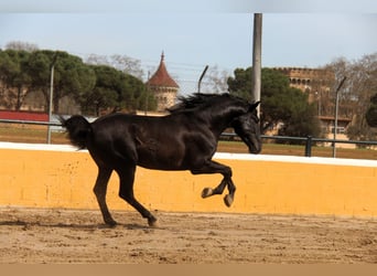 PRE Mix, Ogier, 4 lat, 168 cm, Kara