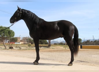 PRE Mix, Ogier, 4 lat, 168 cm, Kara