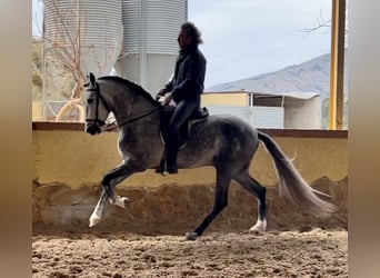 PRE, Ogier, 4 lat, 168 cm, Siwa