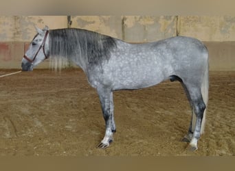 PRE Mix, Ogier, 4 lat, 168 cm, Siwa