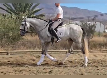 PRE Mix, Ogier, 4 lat, 168 cm, Siwa