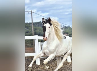 PRE Mix, Ogier, 4 lat, 168 cm, Srokata