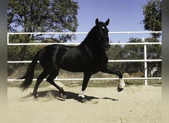 PRE Mix, Ogier, 4 lat, 170 cm, Kara