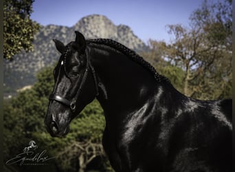 PRE Mix, Ogier, 4 lat, 170 cm, Kara