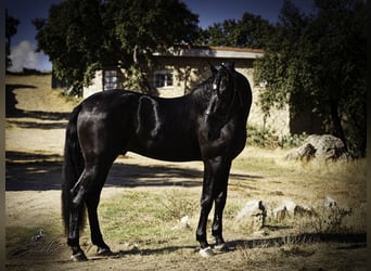 PRE Mix, Ogier, 4 lat, 170 cm, Kara
