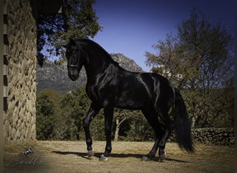 PRE Mix, Ogier, 4 lat, 170 cm, Kara
