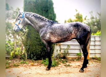 PRE Mix, Ogier, 4 lat, 170 cm, Siwa jabłkowita