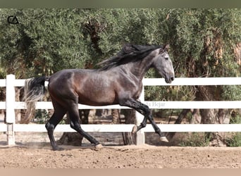 PRE Mix, Ogier, 4 lat, 170 cm, Siwa jabłkowita