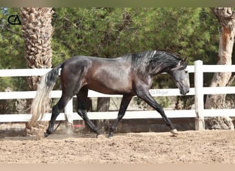PRE Mix, Ogier, 4 lat, 170 cm, Siwa jabłkowita
